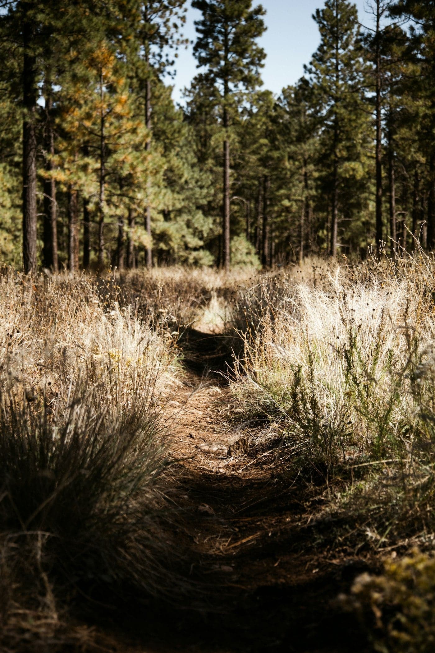 Coconino National Forest