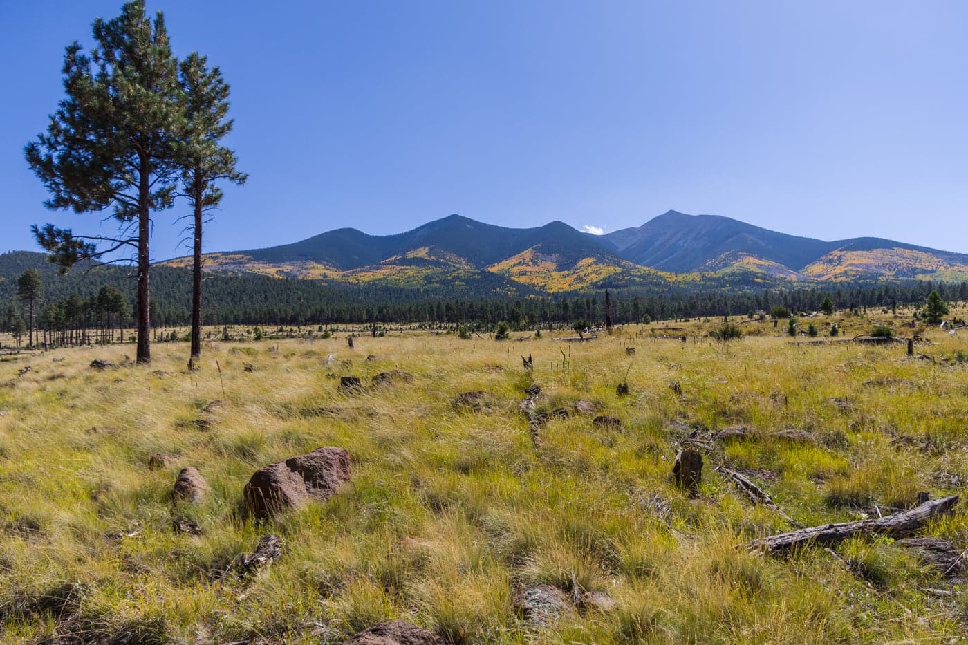 The San Francisco Peaks above the ponderosa forest near Flagstaff